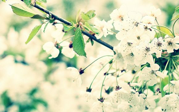 中国古典四大名园的布局