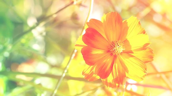  厦门五老峰在哪里啊怎么走