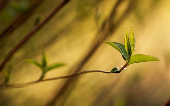  上海机场免税店国内航班可以买吗