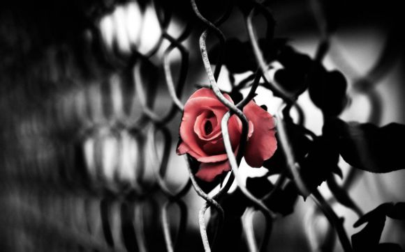  辰山植物园开园时间