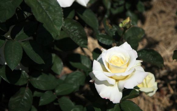  全国导游资格考试时间