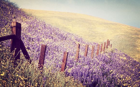  中国大酒店有几个餐厅