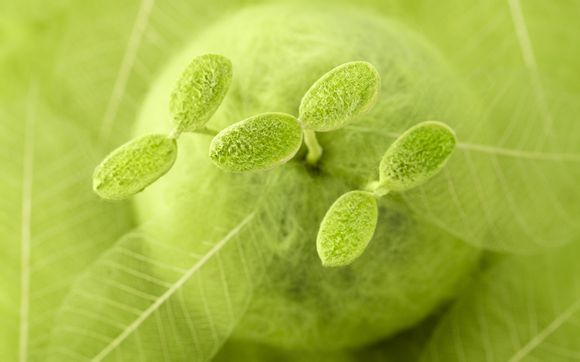  邢台柏乡汉牡丹园属于4a景区吗