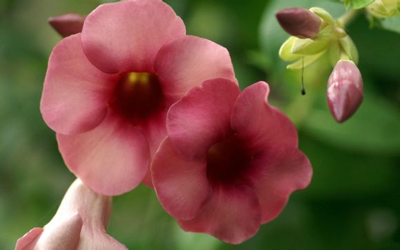  珠海去东澳岛在哪里坐船