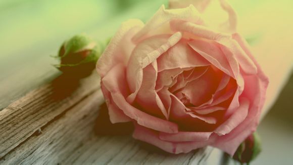  广东省博物馆预约不到门票怎么办